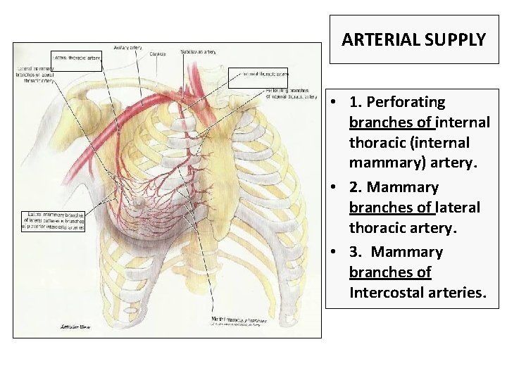 ARTERIAL SUPPLY • 1. Perforating branches of internal thoracic (internal mammary) artery. • 2.