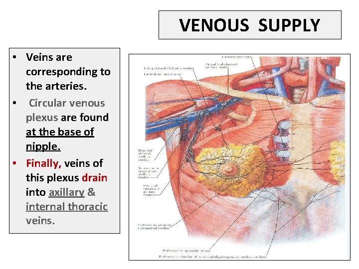VENOUS SUPPLY • Veins are corresponding to the arteries. • Circular venous plexus are
