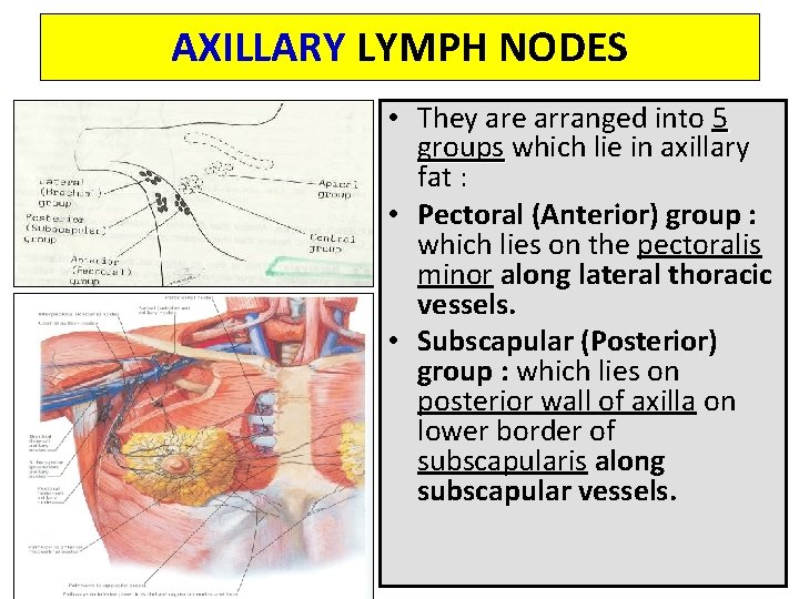 AXILLARY LYMPH NODES • They are arranged into 5 groups which lie in axillary
