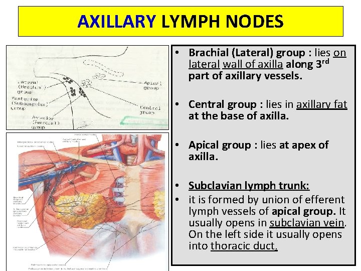 AXILLARY LYMPH NODES • Brachial (Lateral) group : lies on lateral wall of axilla