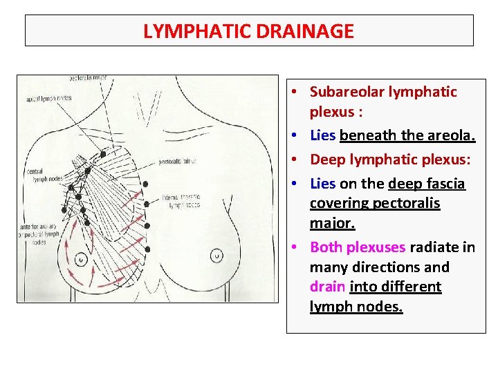 LYMPHATIC DRAINAGE • Subareolar lymphatic plexus : • Lies beneath the areola. • Deep