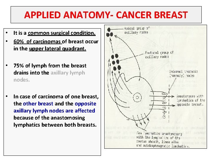 APPLIED ANATOMY- CANCER BREAST • It is a common surgical condition. • 60% of