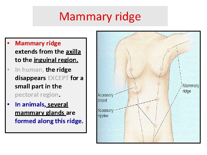 Mammary ridge • Mammary ridge extends from the axilla to the inguinal region. •