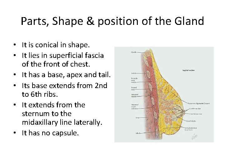 Parts, Shape & position of the Gland • It is conical in shape. •