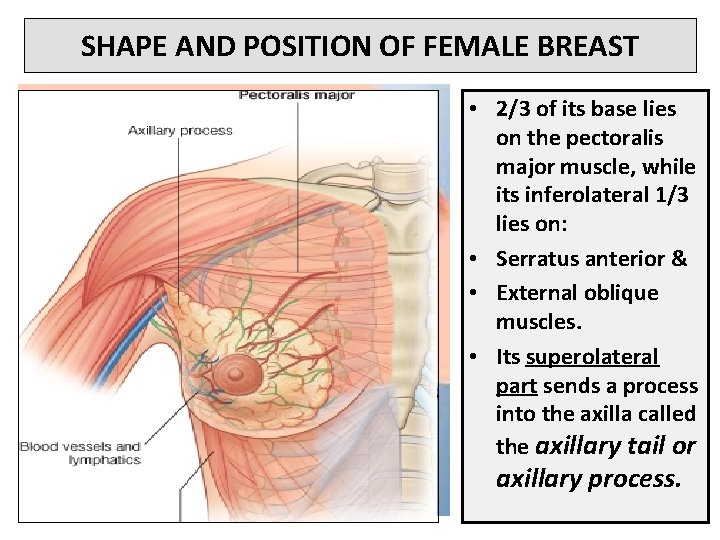 SHAPE AND POSITION OF FEMALE BREAST • 2/3 of its base lies on the