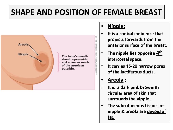 SHAPE AND POSITION OF FEMALE BREAST • Nipple: • It is a conical eminence