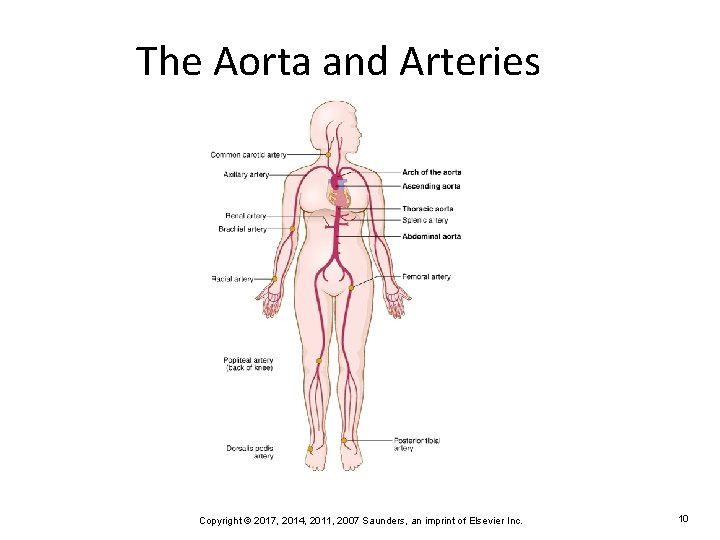 The Aorta and Arteries Copyright © 2017, 2014, 2011, 2007 Saunders, an imprint of