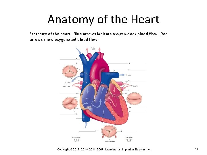 Anatomy of the Heart Structure of the heart. Blue arrows indicate oxygen-poor blood flow.