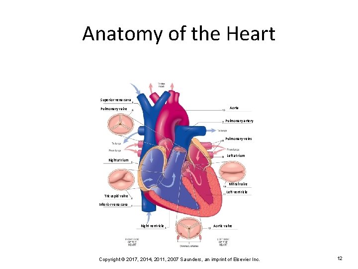 Anatomy of the Heart Superior vena cava Aorta Pulmonary valve Pulmonary artery Pulmonary veins
