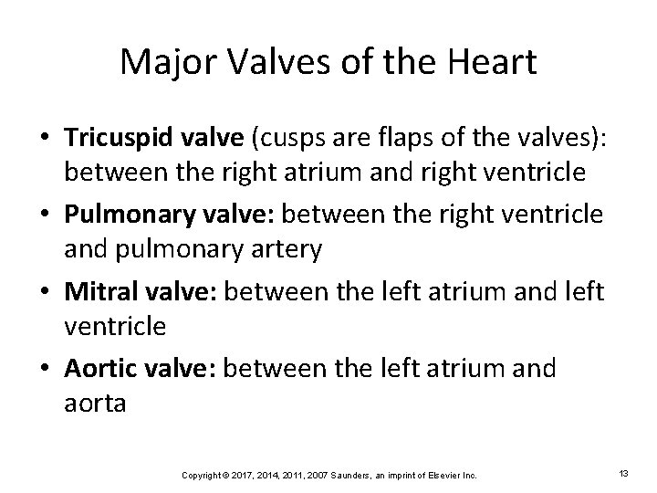 Major Valves of the Heart • Tricuspid valve (cusps are flaps of the valves):
