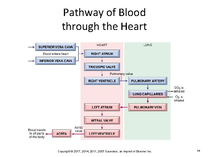 Pathway of Blood through the Heart Copyright © 2017, 2014, 2011, 2007 Saunders, an