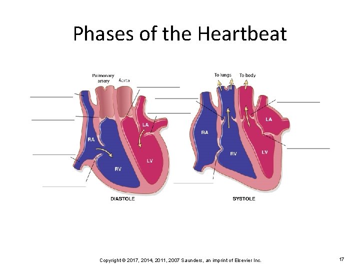 Phases of the Heartbeat Copyright © 2017, 2014, 2011, 2007 Saunders, an imprint of