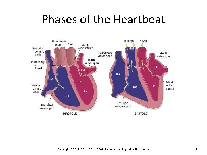 Phases of the Heartbeat Copyright © 2017, 2014, 2011, 2007 Saunders, an imprint of