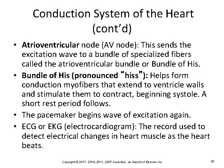 Conduction System of the Heart (cont’d) • Atrioventricular node (AV node): This sends the