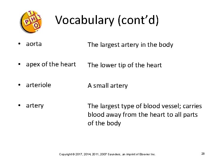 Vocabulary (cont’d) • aorta The largest artery in the body • apex of the