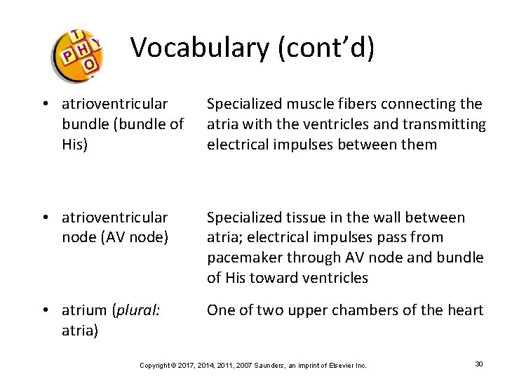 Vocabulary (cont’d) • atrioventricular bundle (bundle of His) Specialized muscle fibers connecting the atria