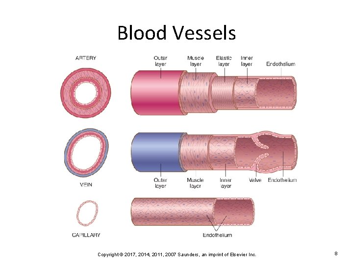 Blood Vessels Copyright © 2017, 2014, 2011, 2007 Saunders, an imprint of Elsevier Inc.