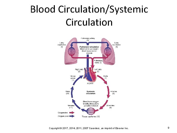 Blood Circulation/Systemic Circulation Copyright © 2017, 2014, 2011, 2007 Saunders, an imprint of Elsevier