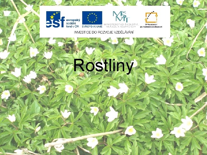 Rostliny 