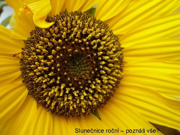 Slunečnice roční – poznáš vše? 