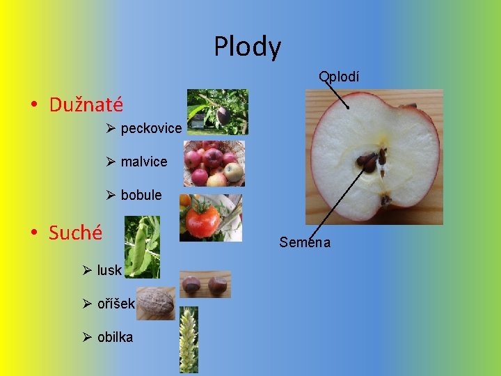 Plody Oplodí • Dužnaté Ø peckovice Ø malvice Ø bobule • Suché Ø lusk