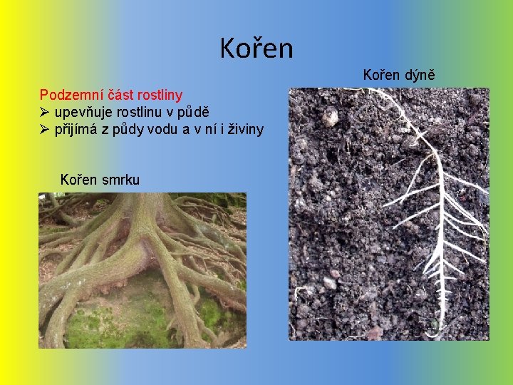 Kořen dýně Podzemní část rostliny Ø upevňuje rostlinu v půdě Ø přijímá z půdy