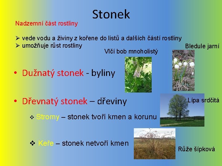 Nadzemní část rostliny Stonek Ø vede vodu a živiny z kořene do listů a