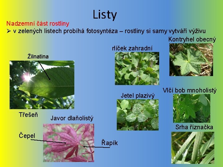 Listy Nadzemní část rostliny Ø v zelených listech probíhá fotosyntéza – rostliny si samy