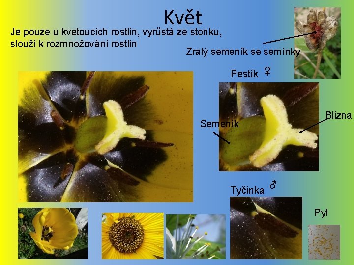 Květ Je pouze u kvetoucích rostlin, vyrůstá ze stonku, slouží k rozmnožování rostlin Zralý