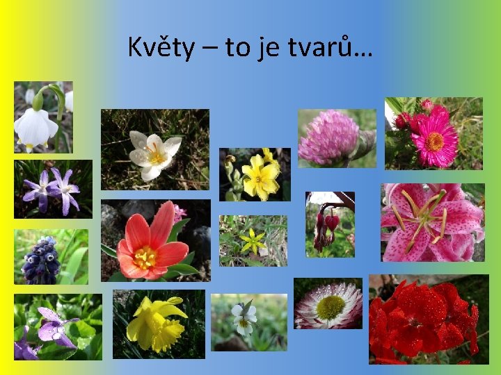 Květy – to je tvarů… 