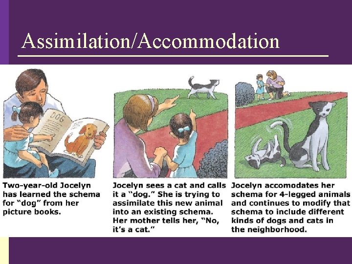 Assimilation/Accommodation 