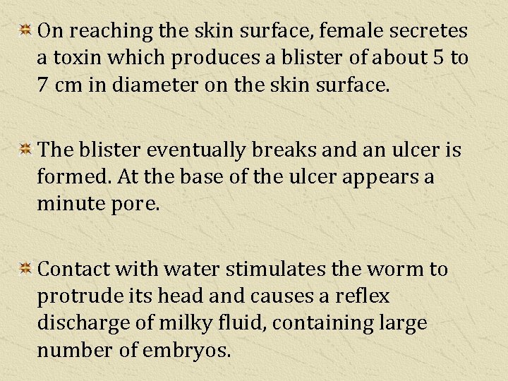 On reaching the skin surface, female secretes a toxin which produces a blister of