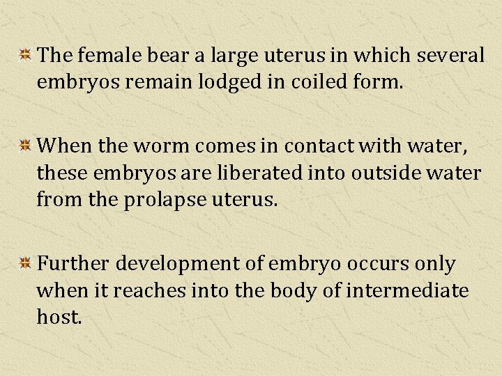 The female bear a large uterus in which several embryos remain lodged in coiled