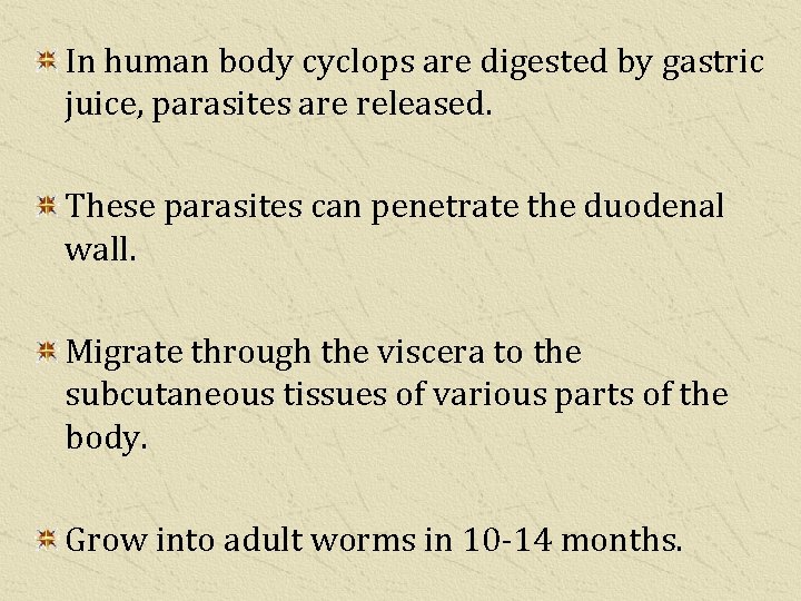 In human body cyclops are digested by gastric juice, parasites are released. These parasites