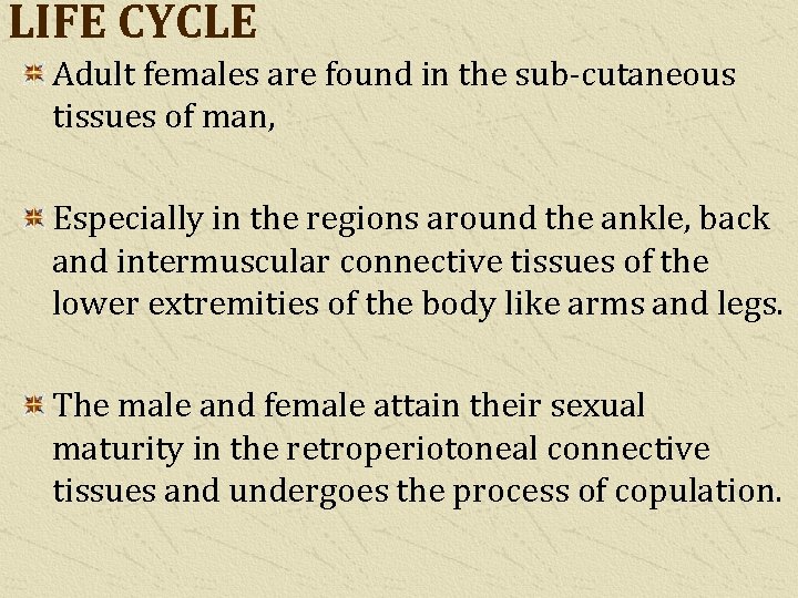 LIFE CYCLE Adult females are found in the sub-cutaneous tissues of man, Especially in