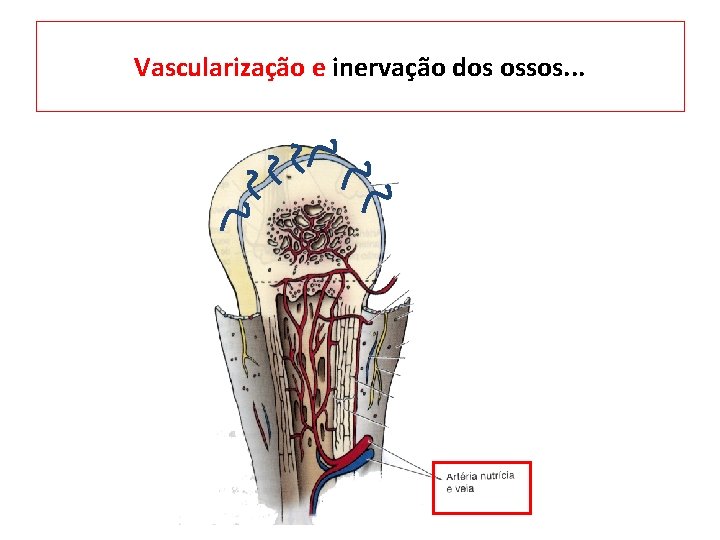 Vascularização e inervação dos ossos. . . 