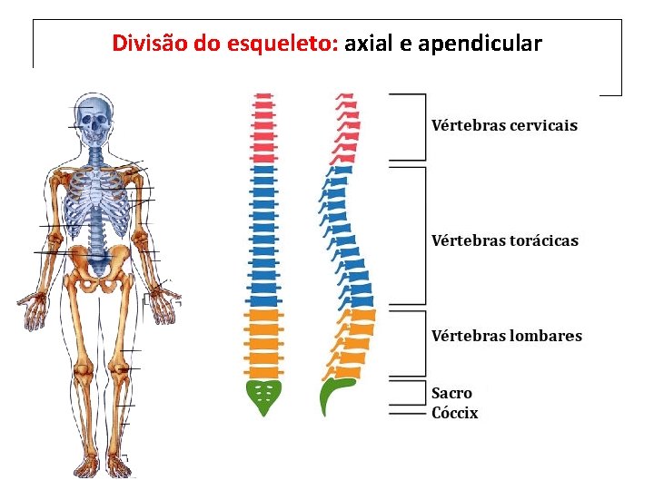Divisão do esqueleto: axial e apendicular 