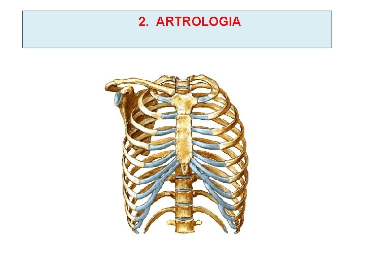2. ARTROLOGIA 