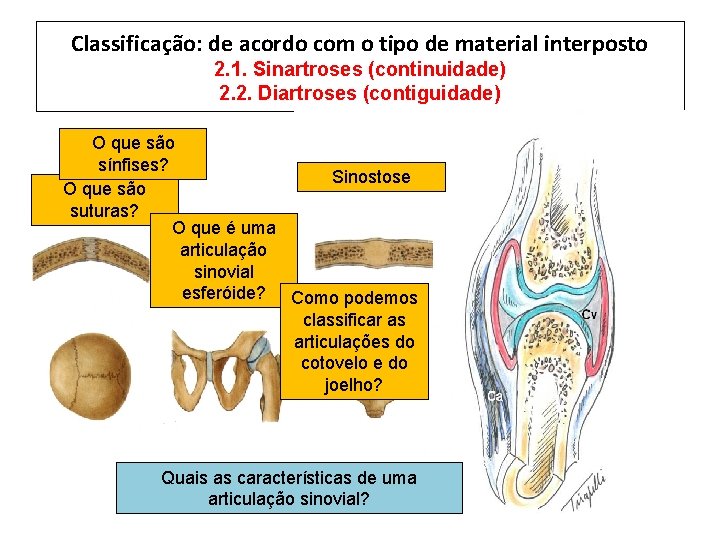 Classificação: de acordo com o tipo de material interposto 2. 1. Sinartroses (continuidade) 2.