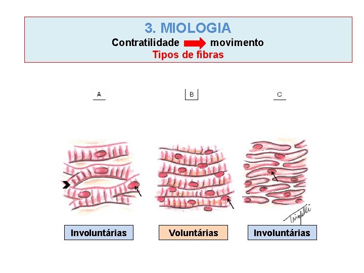 3. MIOLOGIA Contratilidade movimento Tipos de fibras Involuntárias Voluntárias Involuntárias 