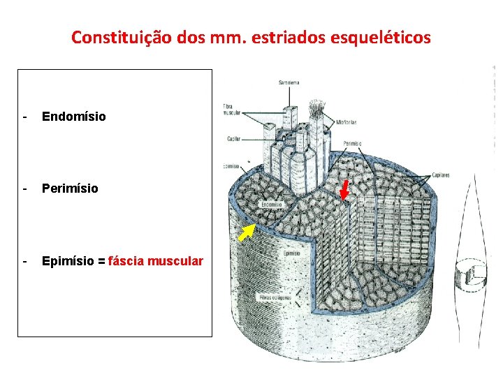 Constituição dos mm. estriados esqueléticos - Endomísio - Perimísio - Epimísio = fáscia muscular