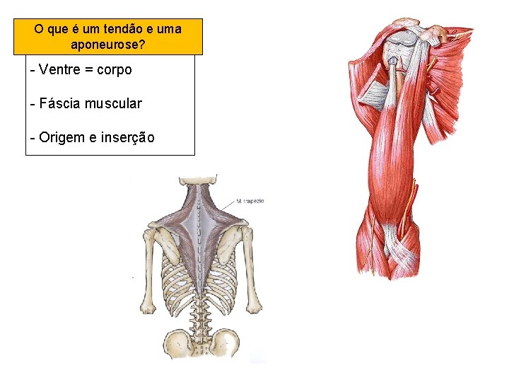 que é um tendão e uma -OTendão e aponeurose? - Ventre = corpo -