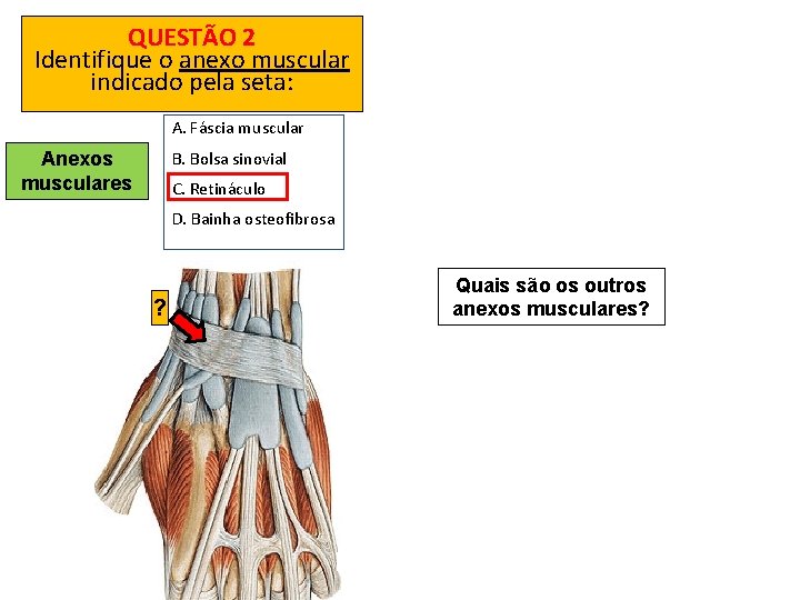 QUESTÃO 2 Identifique o anexo muscular indicado pela seta: A. Fáscia muscular B. Bolsa