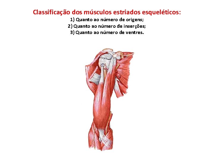 Classificação dos músculos estriados esqueléticos: 1) Quanto ao número de origens; 2) Quanto ao