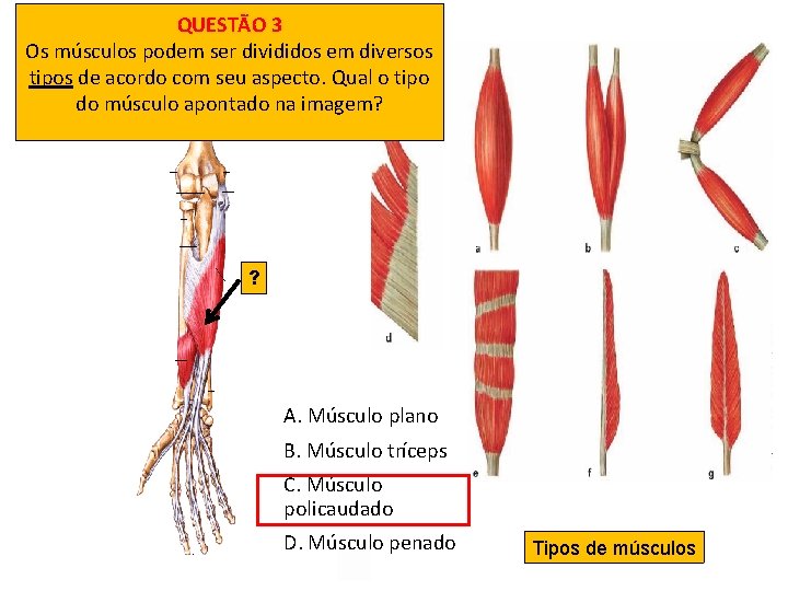 QUESTÃO 3 Os músculos podem ser divididos em diversos tipos de acordo com seu