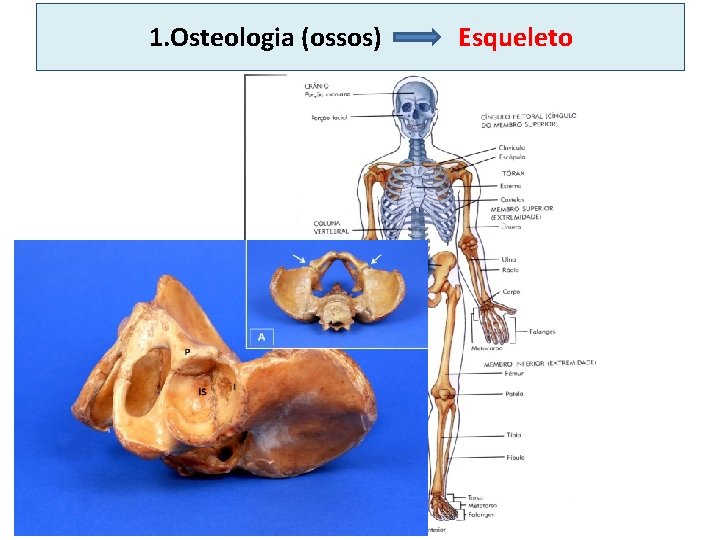1. Osteologia (ossos) Esqueleto 