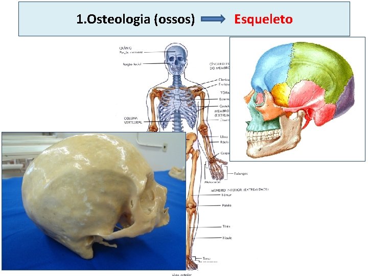 1. Osteologia (ossos) Esqueleto 