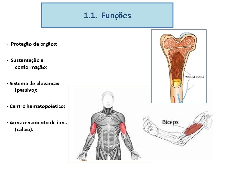 1. 1. Funções - Proteção de órgãos; - Sustentação e conformação; - Sistema de