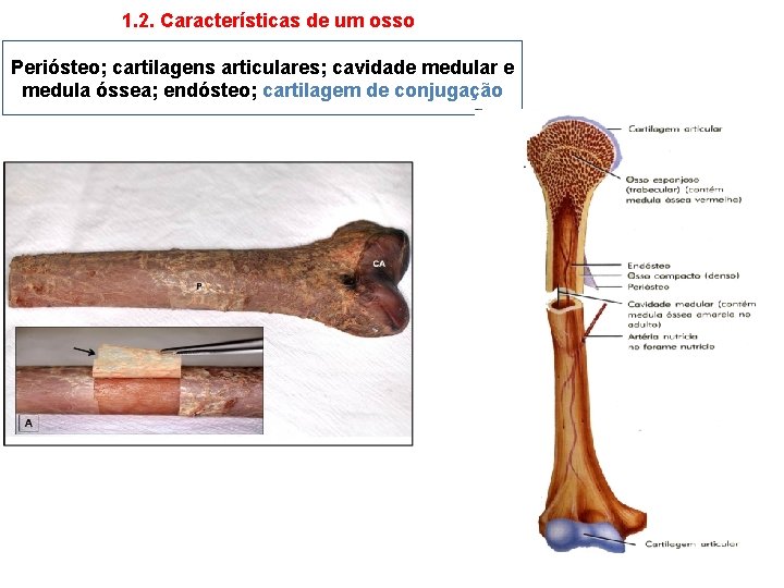 1. 2. Características de um osso Periósteo; cartilagens articulares; cavidade medular e medula óssea;