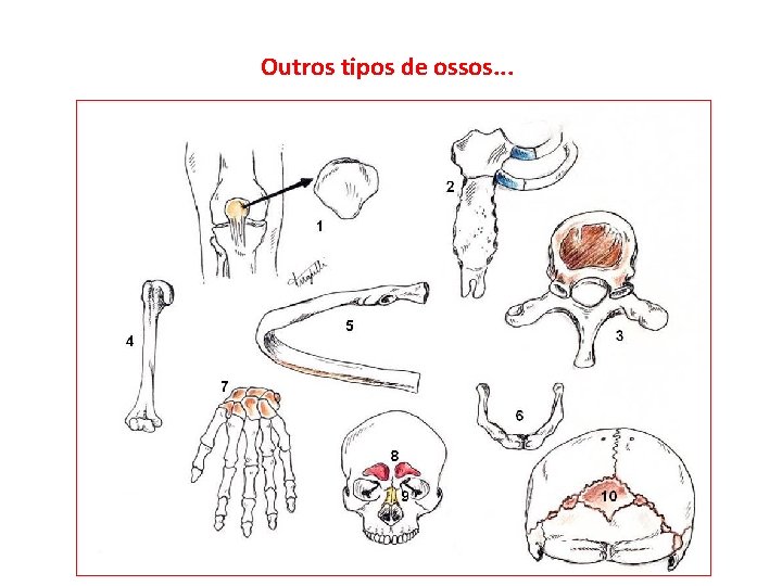 Outros tipos de ossos. . . 